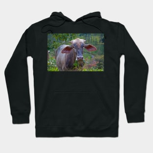 Costa Rica.  Portrait of some unknown cow. Hoodie